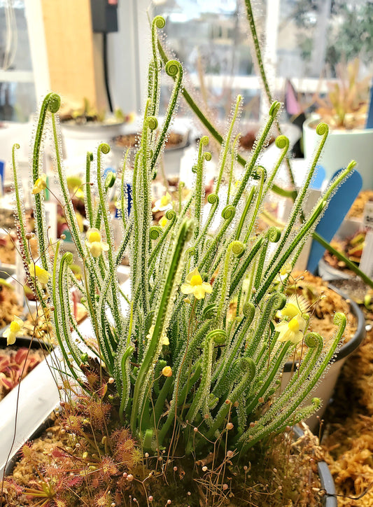 Drosera Filiformis Tracyi - Thread leaved sundew