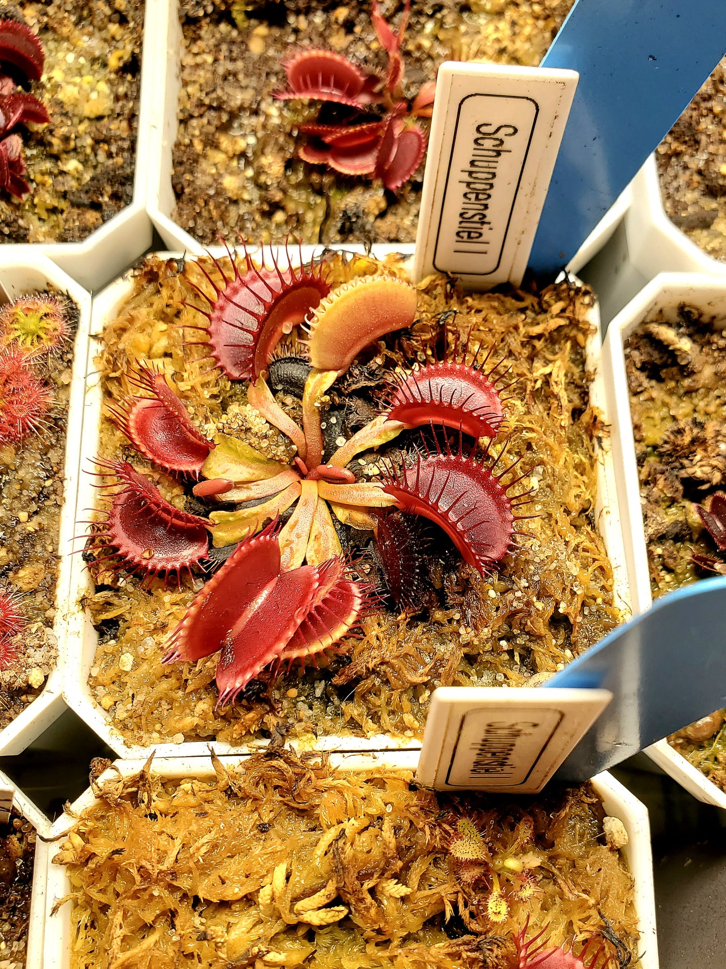 Schuppenstiel I - Venus Flytrap Carnivorous Plant