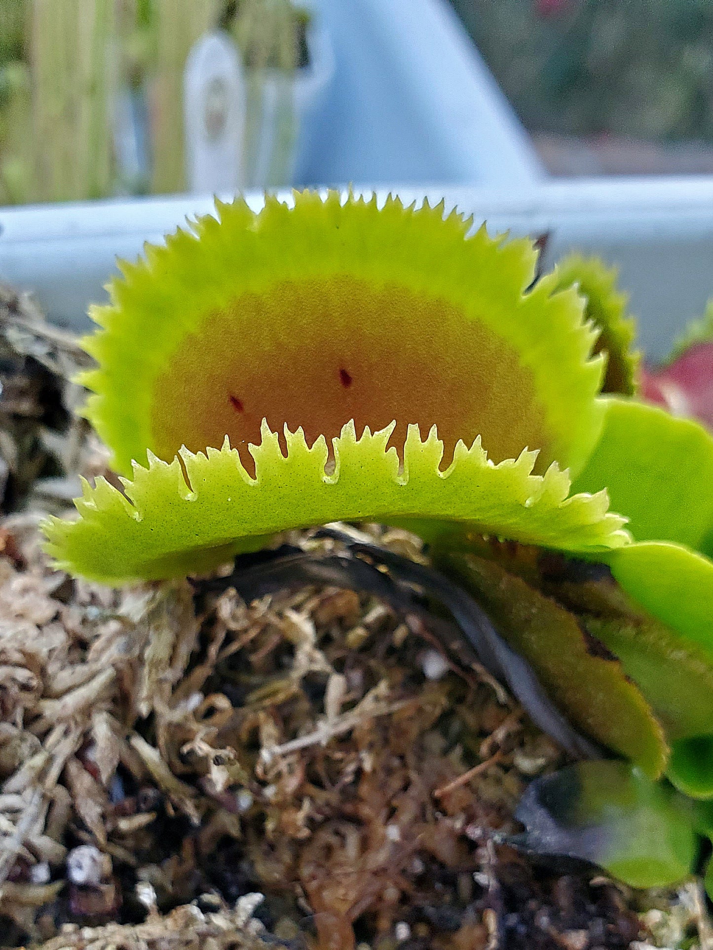 FTS Lunatic Fringe - Venus Flytrap Carnivorous Plant