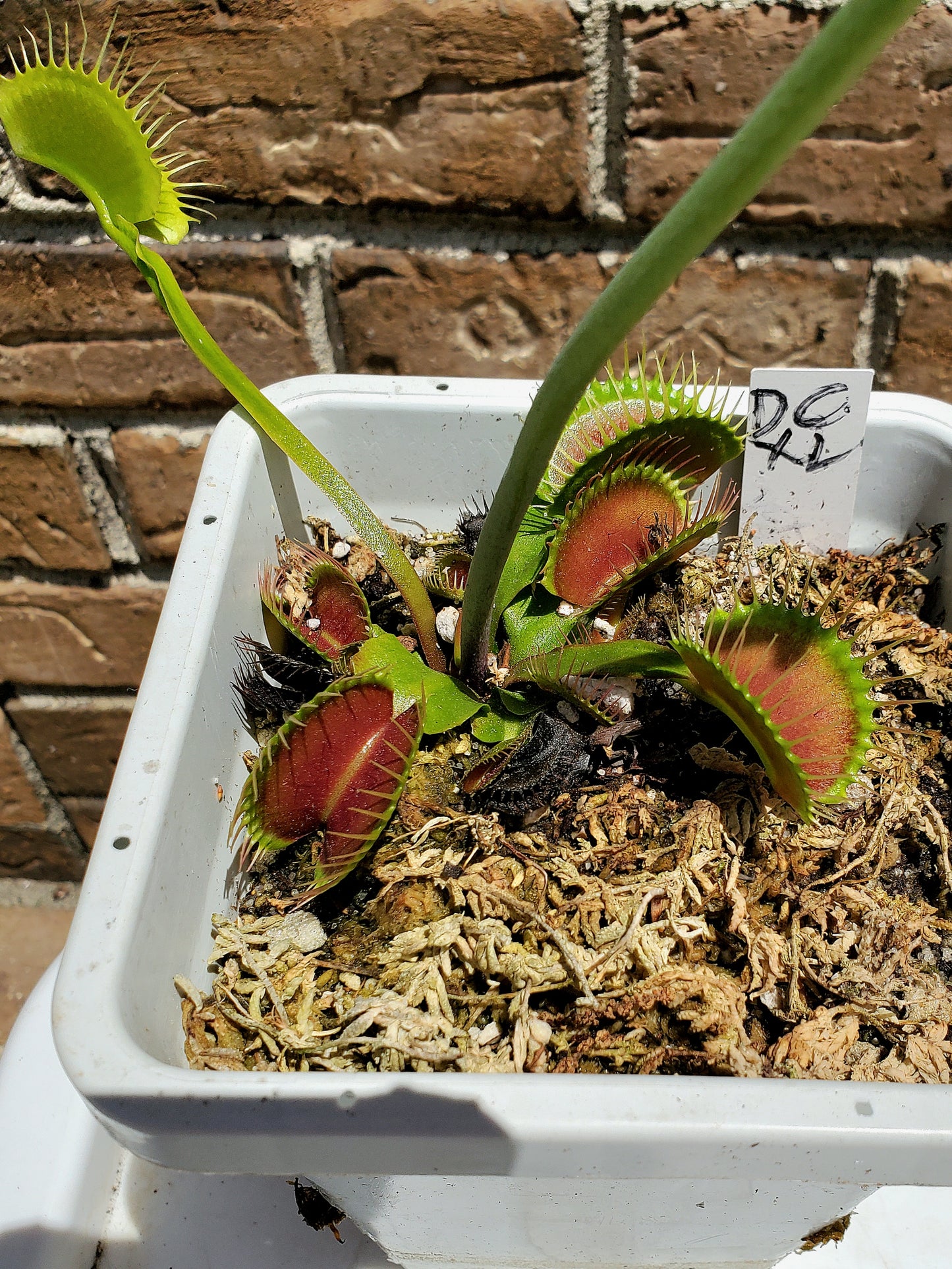 Get me that plant - DCXL 001 venus flytrap