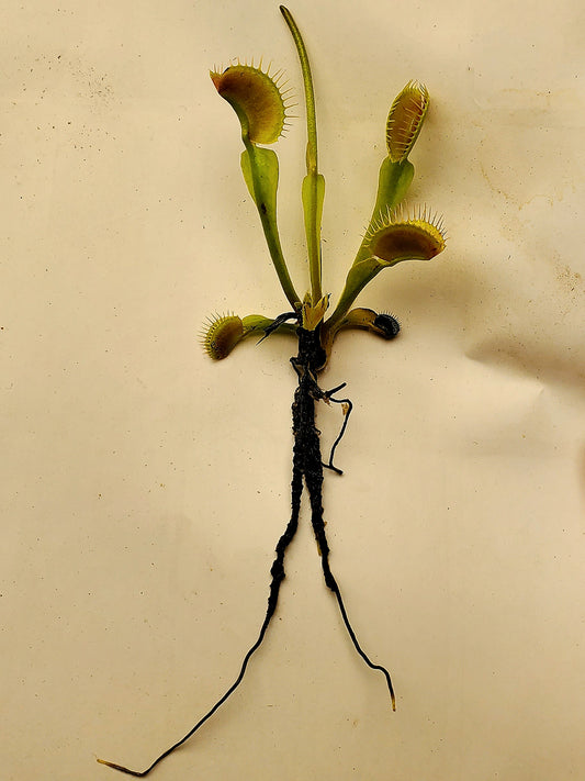 Bare Root - Venus Flytrap Carnivorous Plant