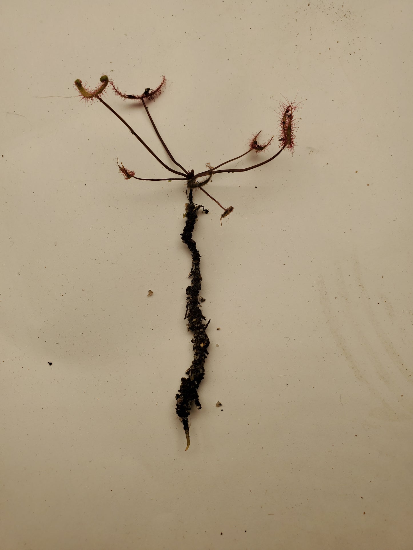 Bare Root - Venus Flytrap Carnivorous Plant
