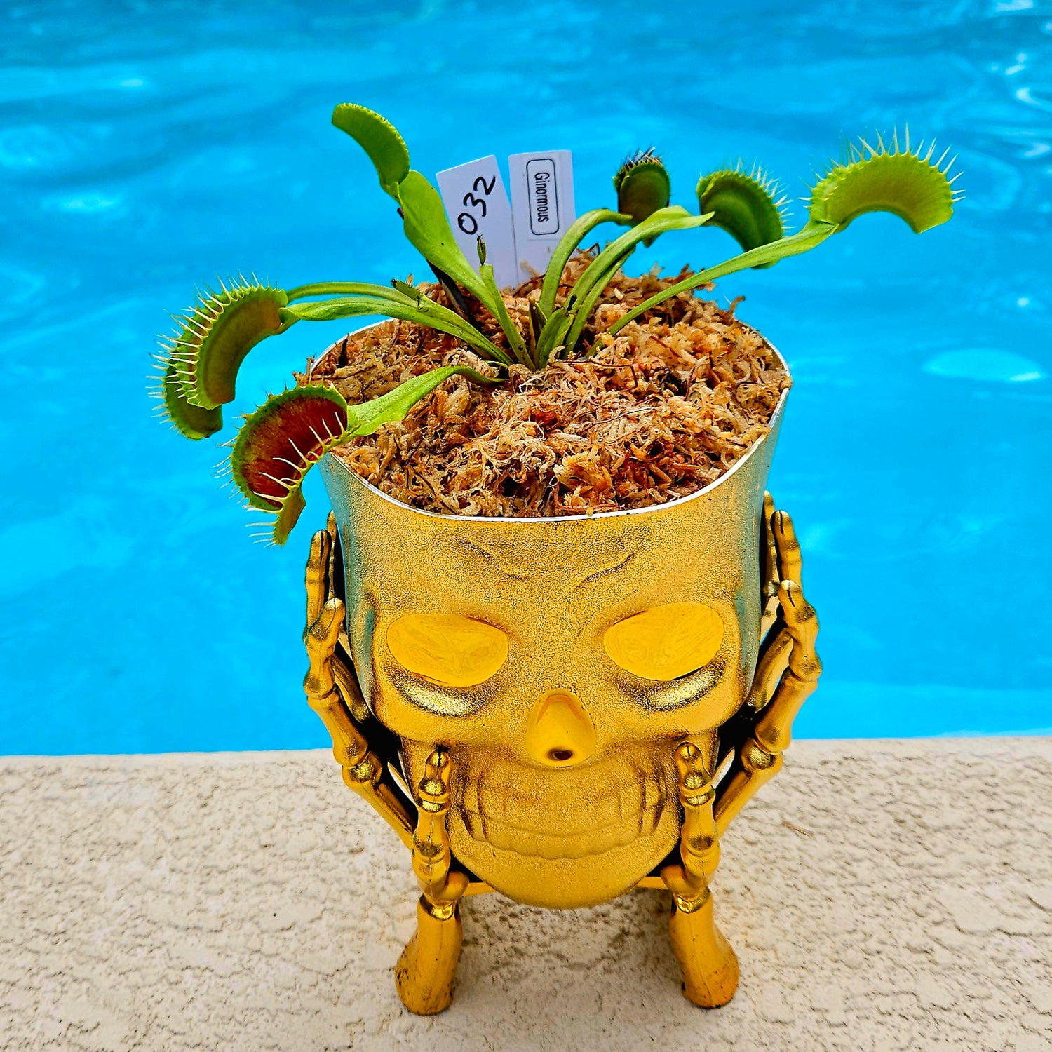 plant pots for venus fly traps Haunter Flytraps Skull Pot Common