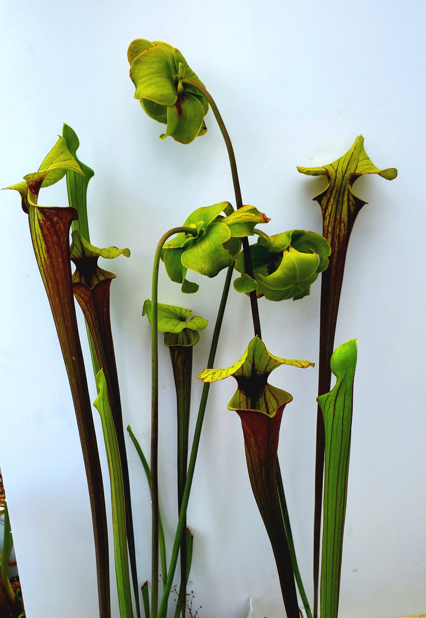 Pitcher Plant - Sarracenia Oreophilia x Flava Don's Red Tube Carnivorous Live Plant