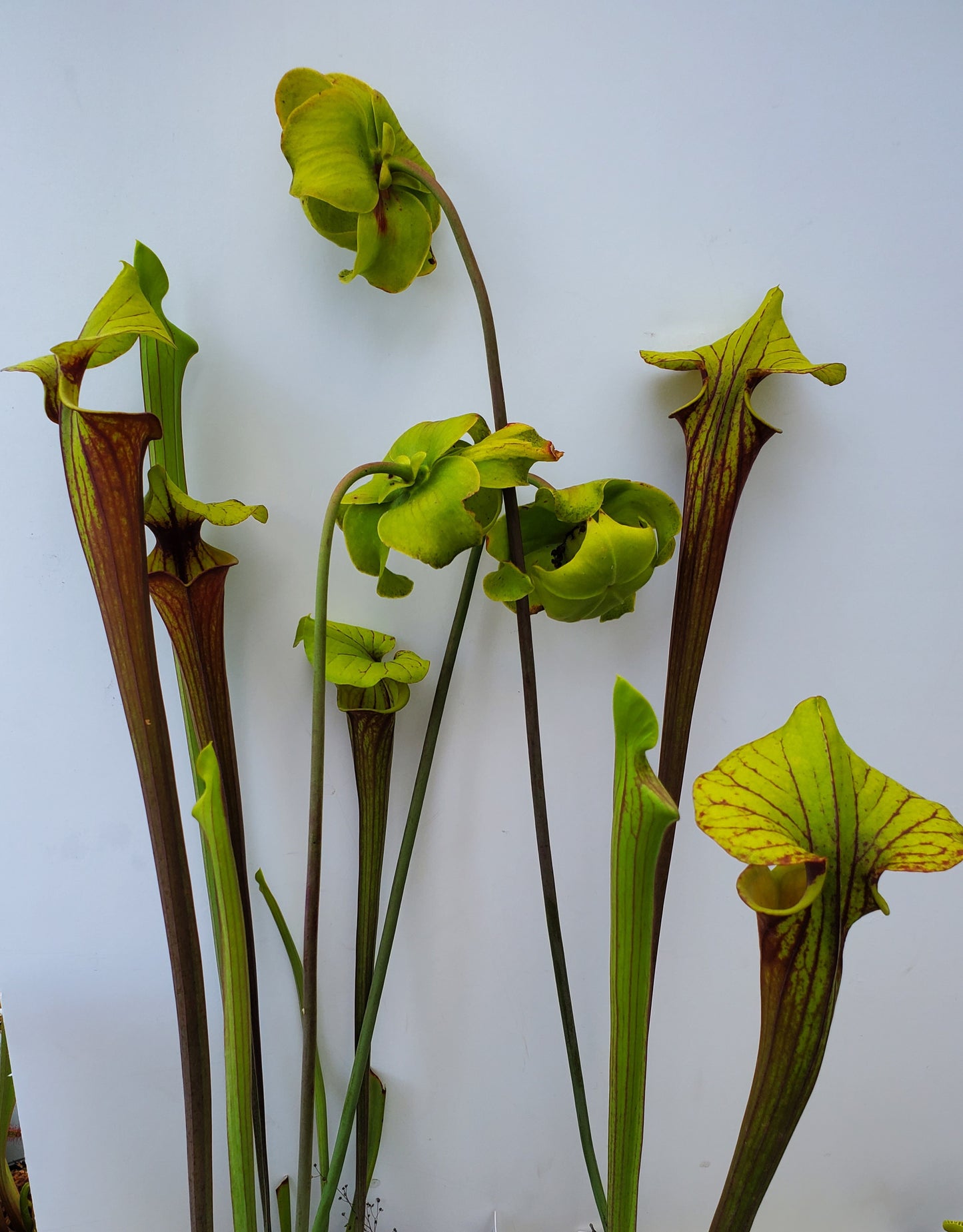 Pitcher Plant - Sarracenia Oreophilia x Flava Don's Red Tube Carnivorous Live Plant