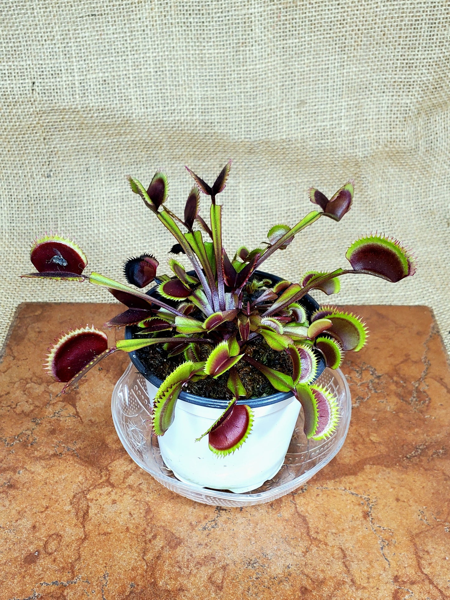 Red Piranha - Venus Flytrap Carnivorous Plant